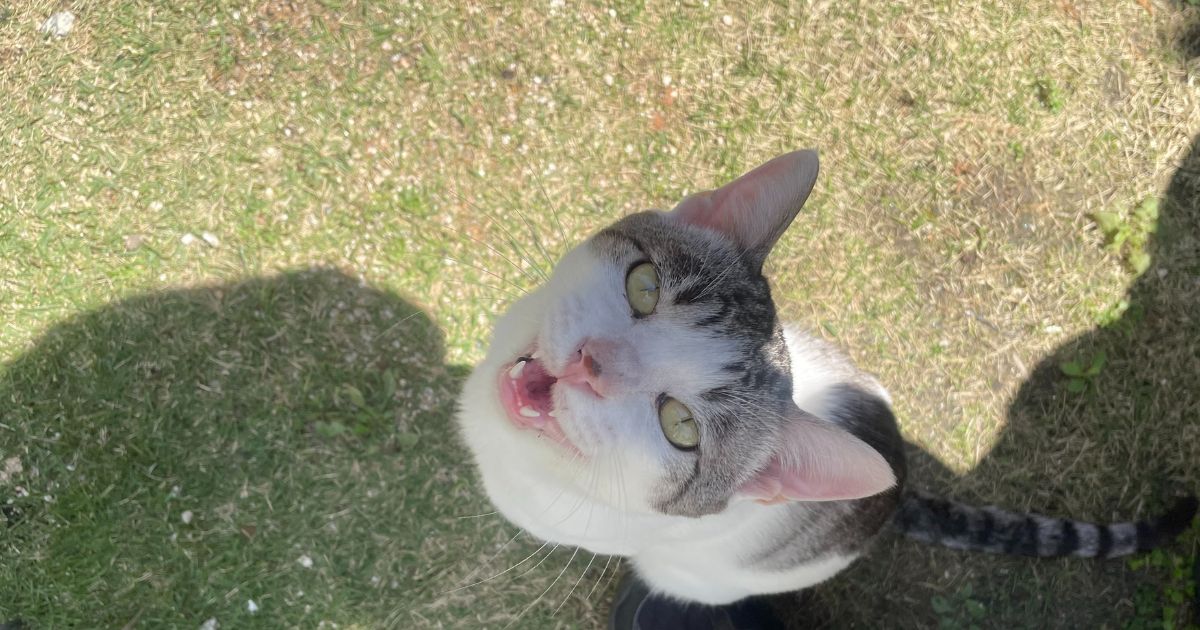初めて出会った時のらいむ 顔を見て鳴いてアピール