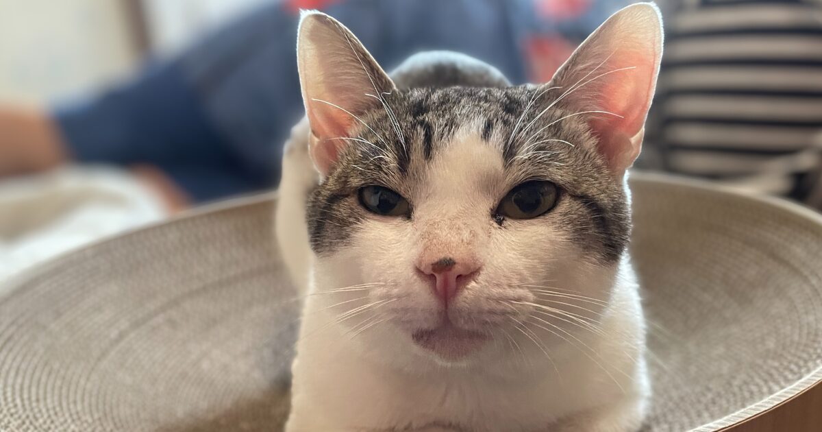 保護猫らいむがくつろいでる姿