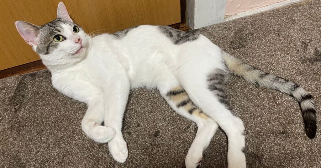 保護猫らいむがカーペットの上で寝転がっている姿