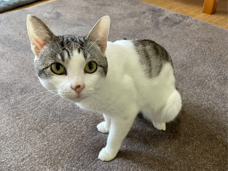 お腹空いたよと見つめてくる猫