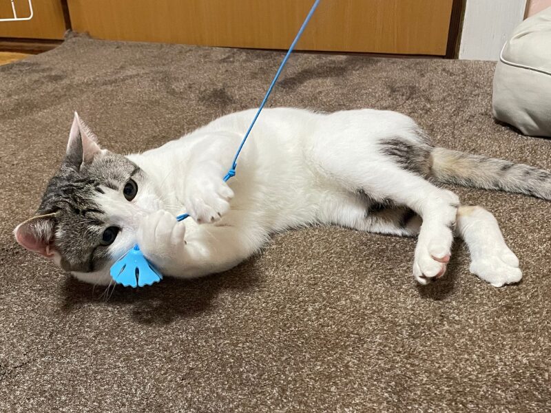 寝転がっておもちゃで遊ぶ猫