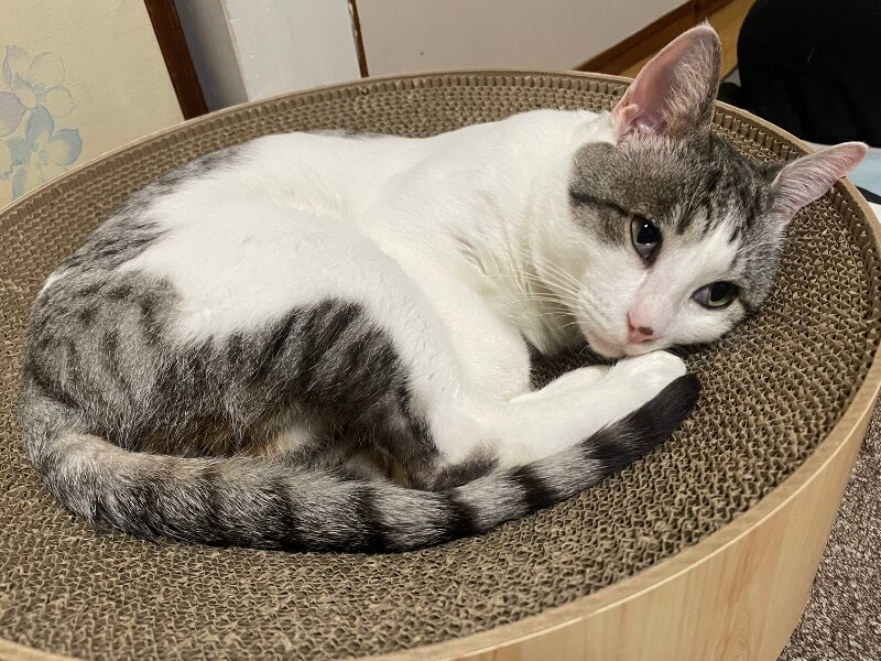 爪とぎベッドの上でくつろぐ猫