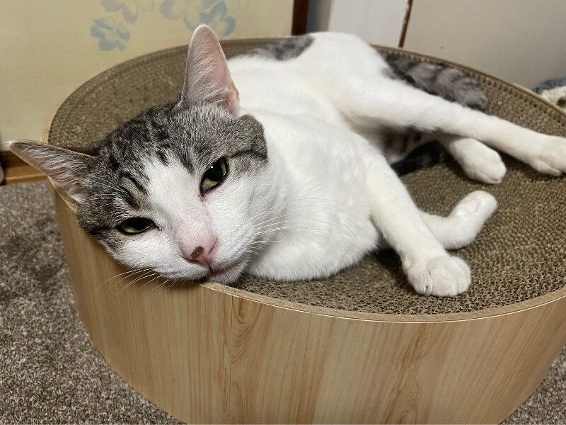 爪とぎベッドの上から見つめてくる猫