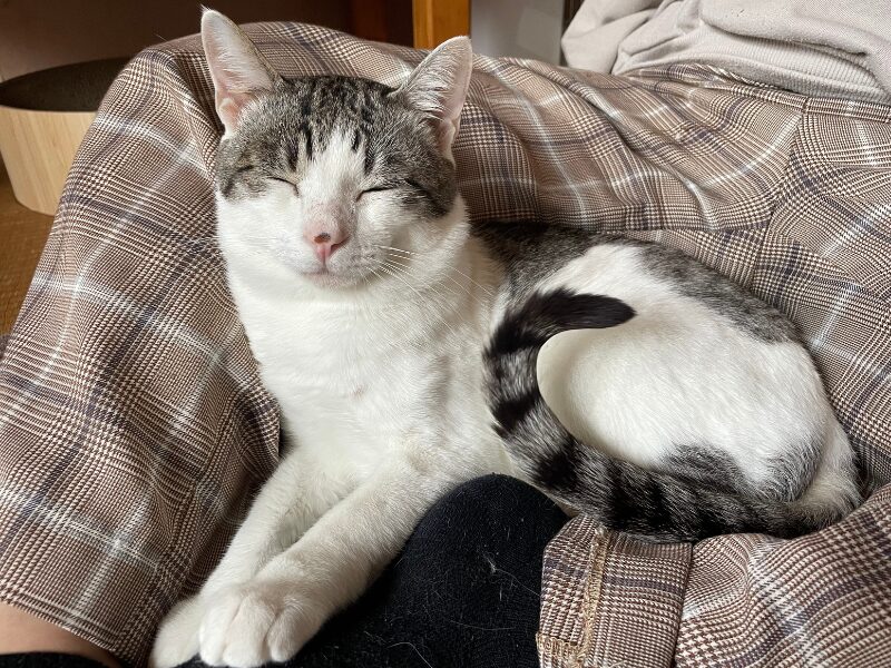 お膝の上に乗って喉を鳴らしながらくつろぐ猫