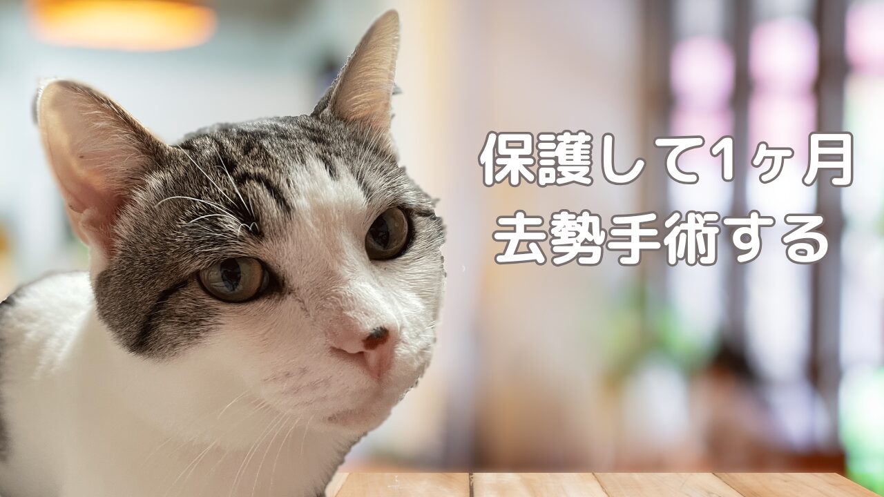 去勢手術の日の不安そうな猫